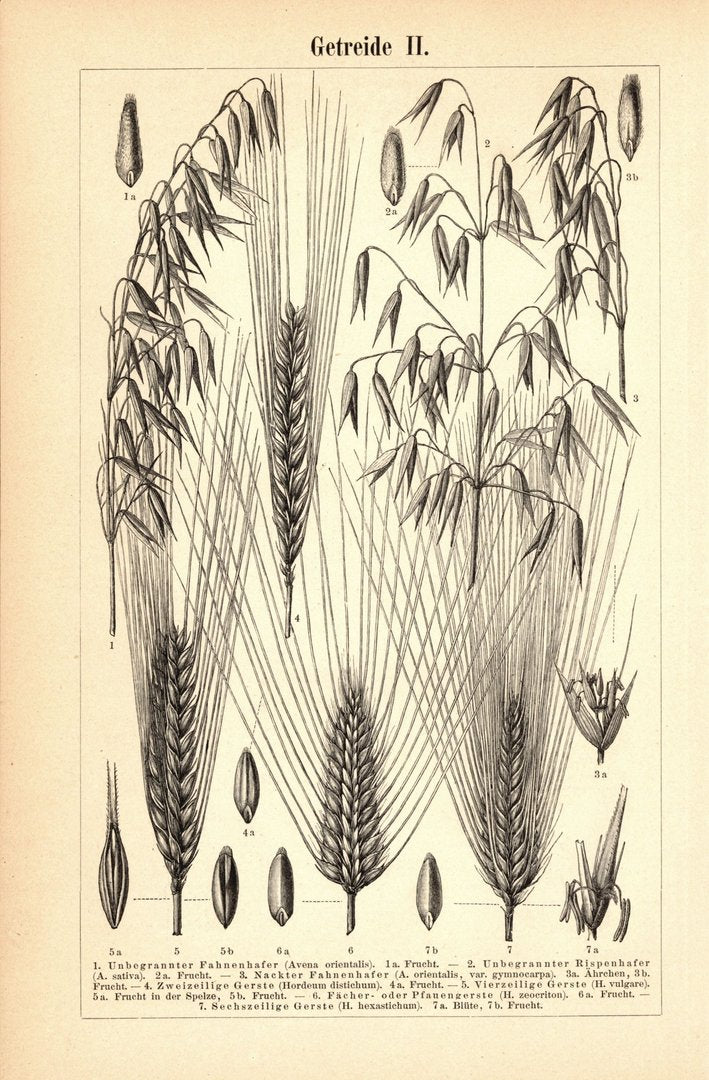 Getreide I-II. Buchillustration (Stich) von 1895