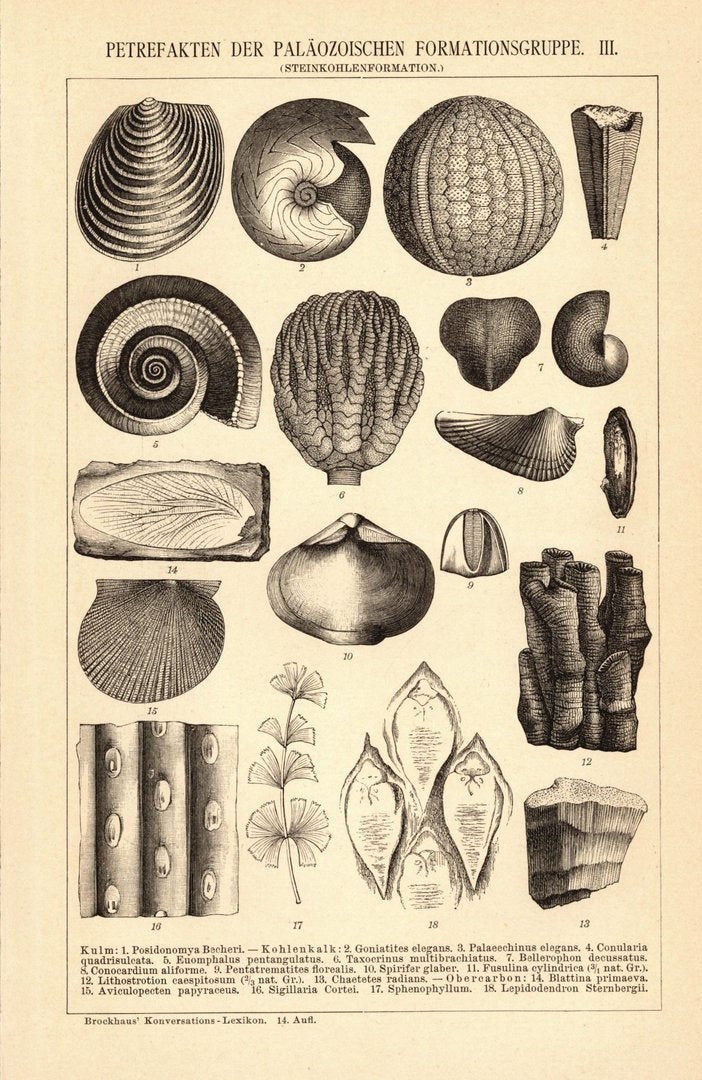 Petrefakten der Paläozoischen Formationsgruppe III-IV. Buchillustration (Stich) von 1897