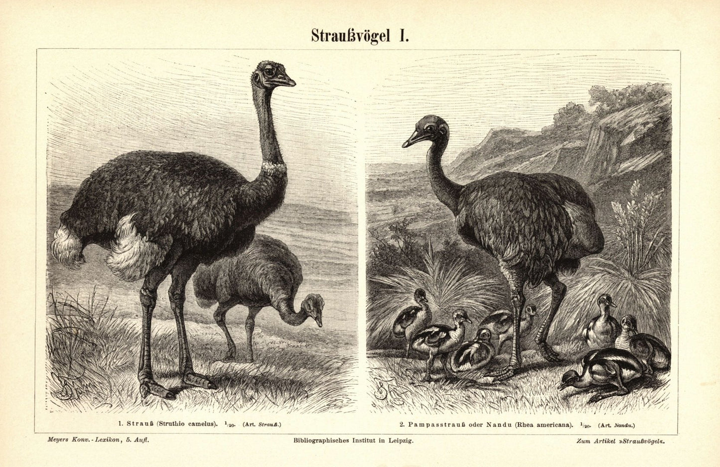 Straußvögel . Buchillustration (Stich) von 1897