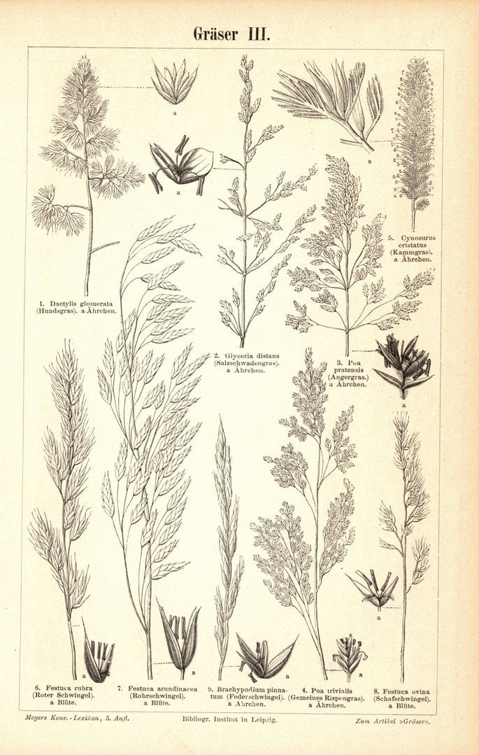 Gräser III-IV. Buchillustration von 1895