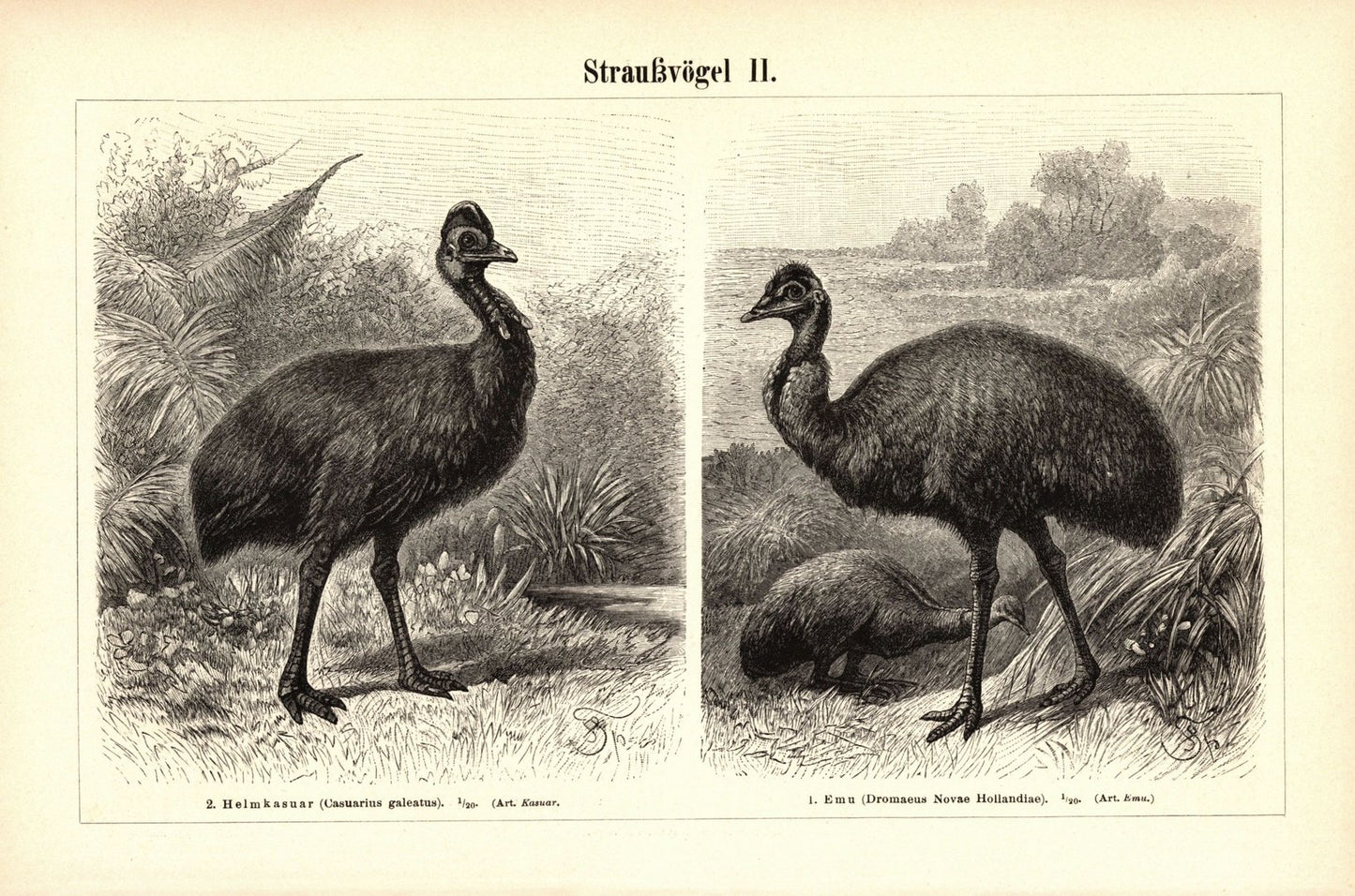 Straußvögel . Buchillustration (Stich) von 1897