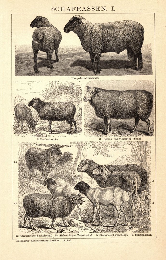 Schafrassen. Buchillustration (Stich) von 1897