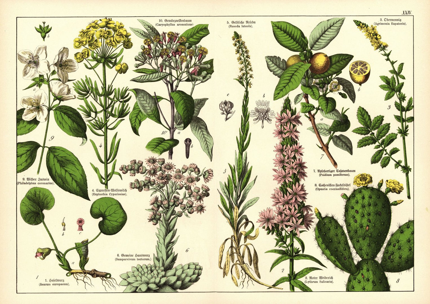 Pflanzen, z.B. Haselwurz. Farblithografie von 1887. Tafel 24