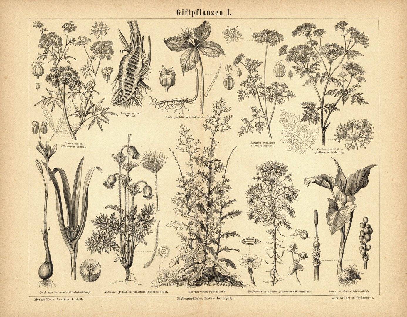 Giftpflanzen I. Buchillustration (Stich) von 1876