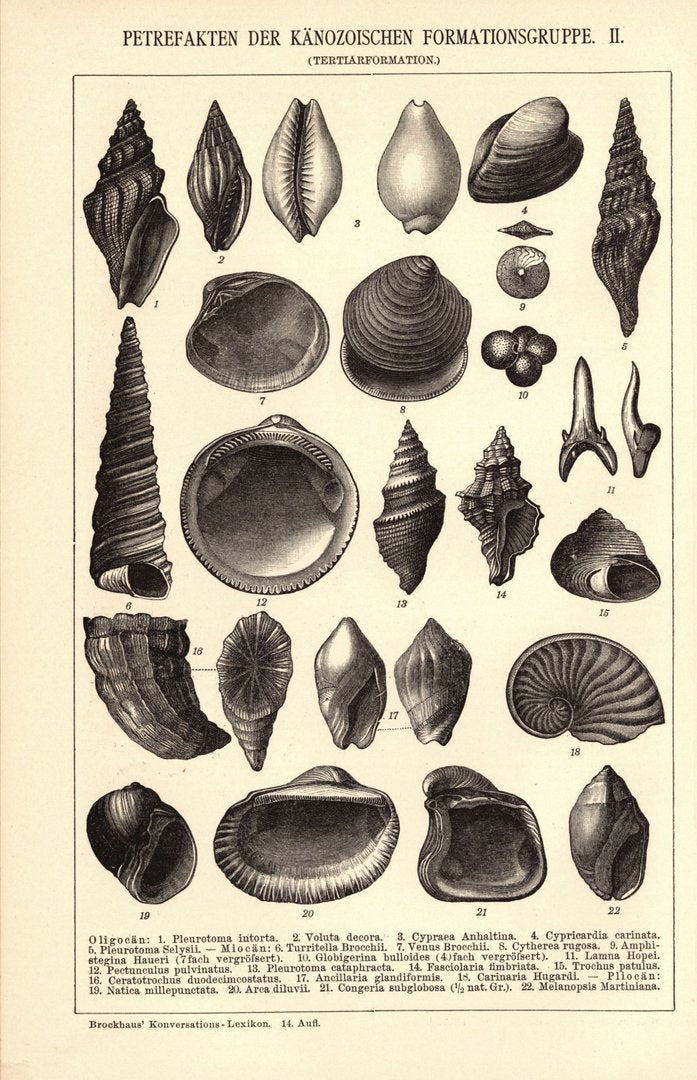 Petrefakten der Känozoischen Formationsgruppe. Buchillustration (Stich) von 1897