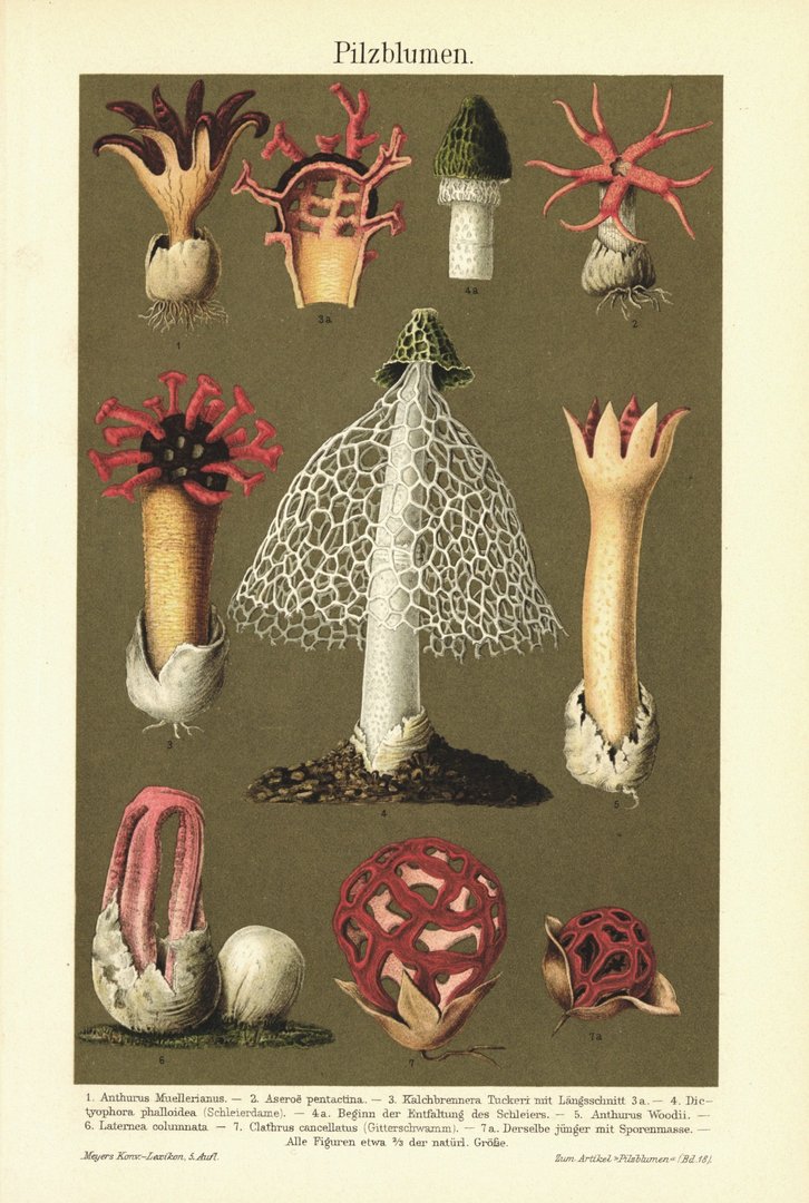 Pilzblumen. Lithografie von 1896