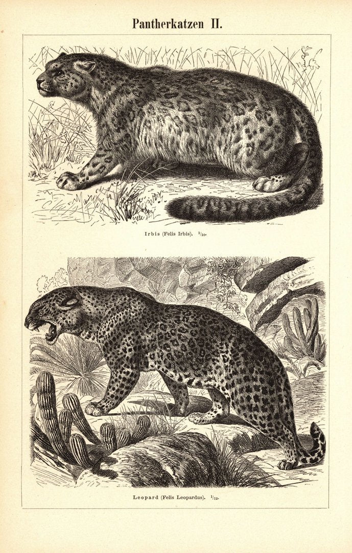Pantherkatzen. Buchillustration (Stich) von 1897