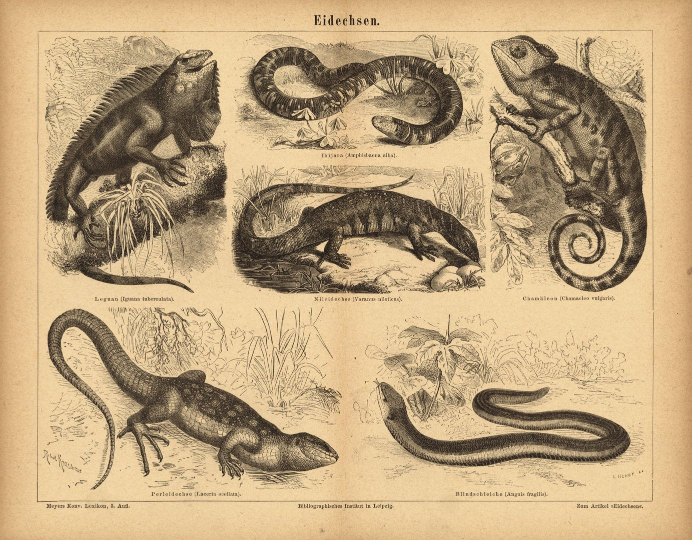 Eidechsen. Buchillustration (Stich) von 1875