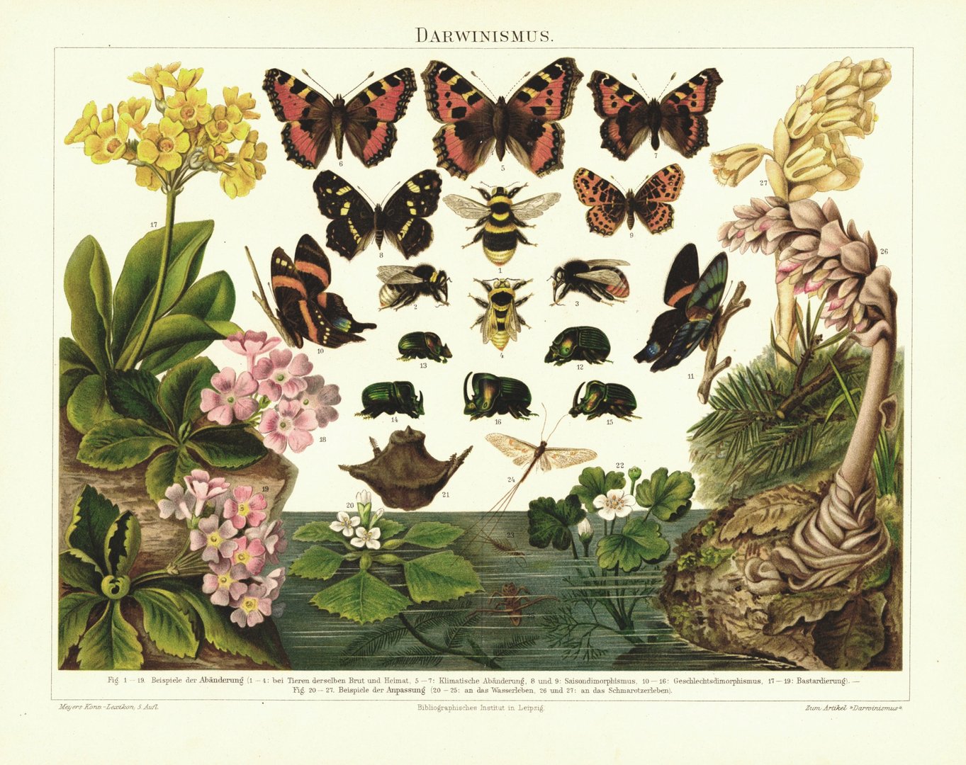 Darwinismus, Käfer, Schmetterlinge. Lithografie von 1894
