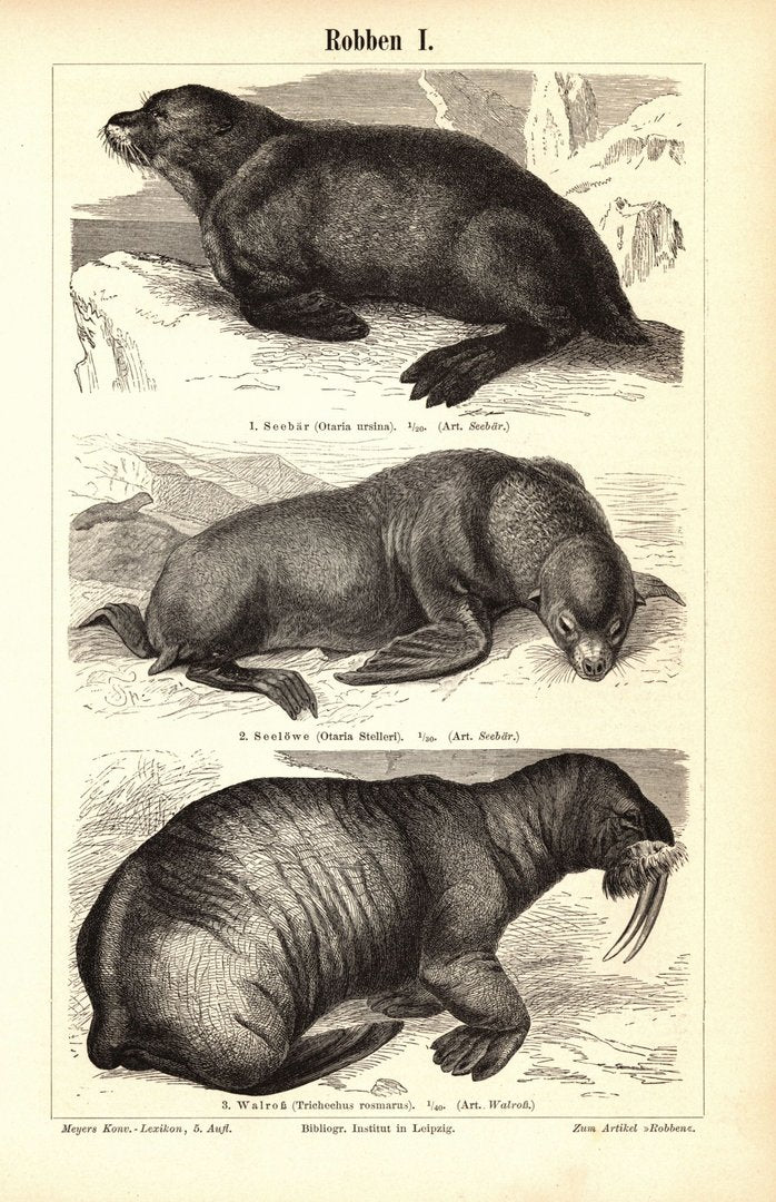 Robben. Buchillustration (Stich) von 1897