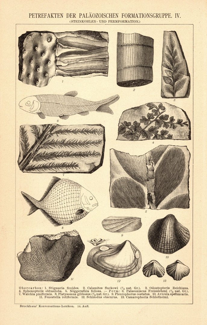 Petrefakten der Paläozoischen Formationsgruppe III-IV. Buchillustration (Stich) von 1897