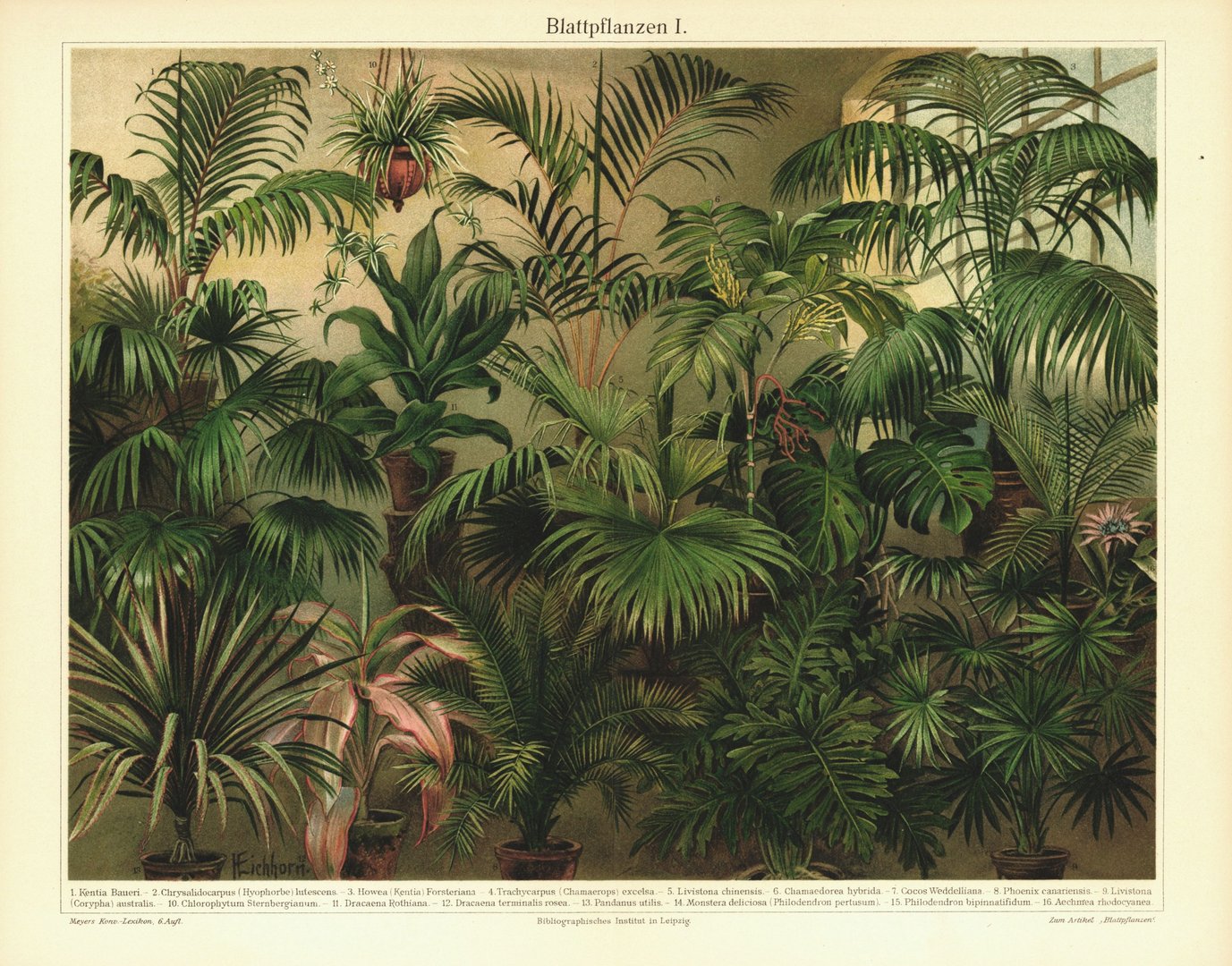 Blattpflanzen I. Lithografie von 1906