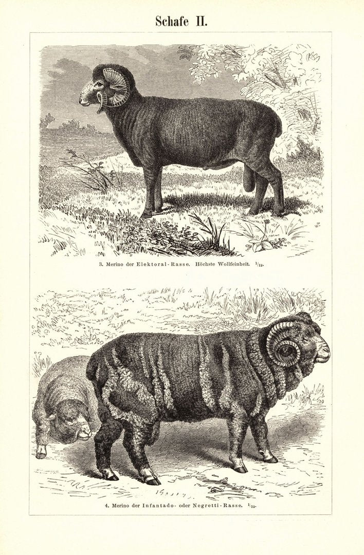 Schafe. Buchillustration (Stich) von 1897