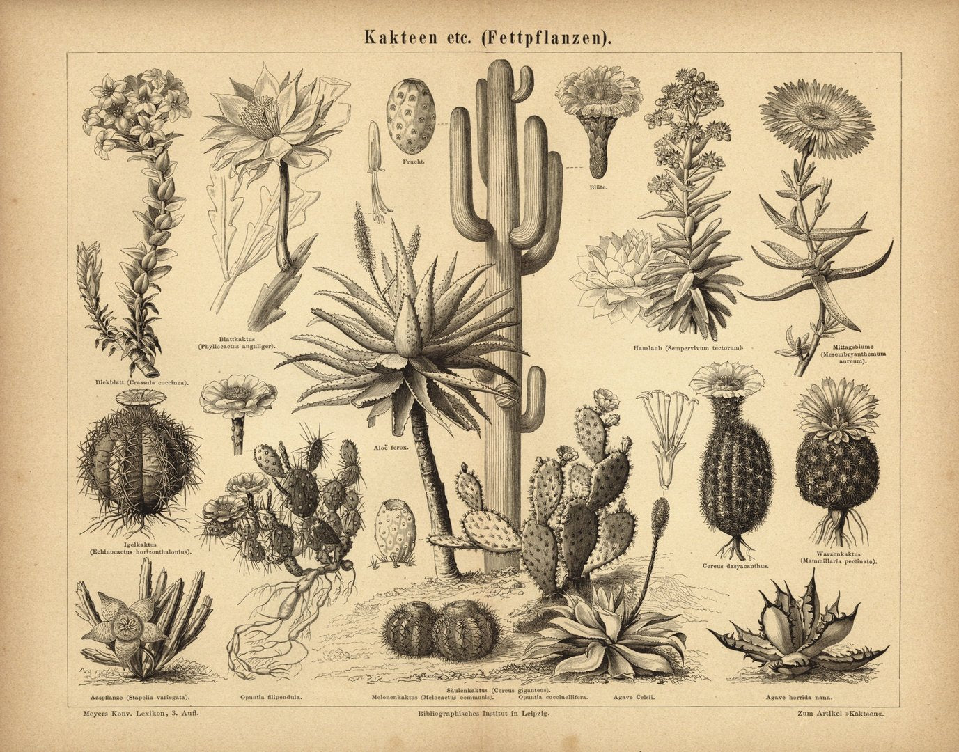 Kakteen. Buchillustration (Stich) von 1876