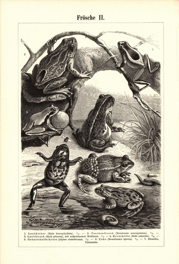 Frösche . Buchillustration (Stich) von 1895