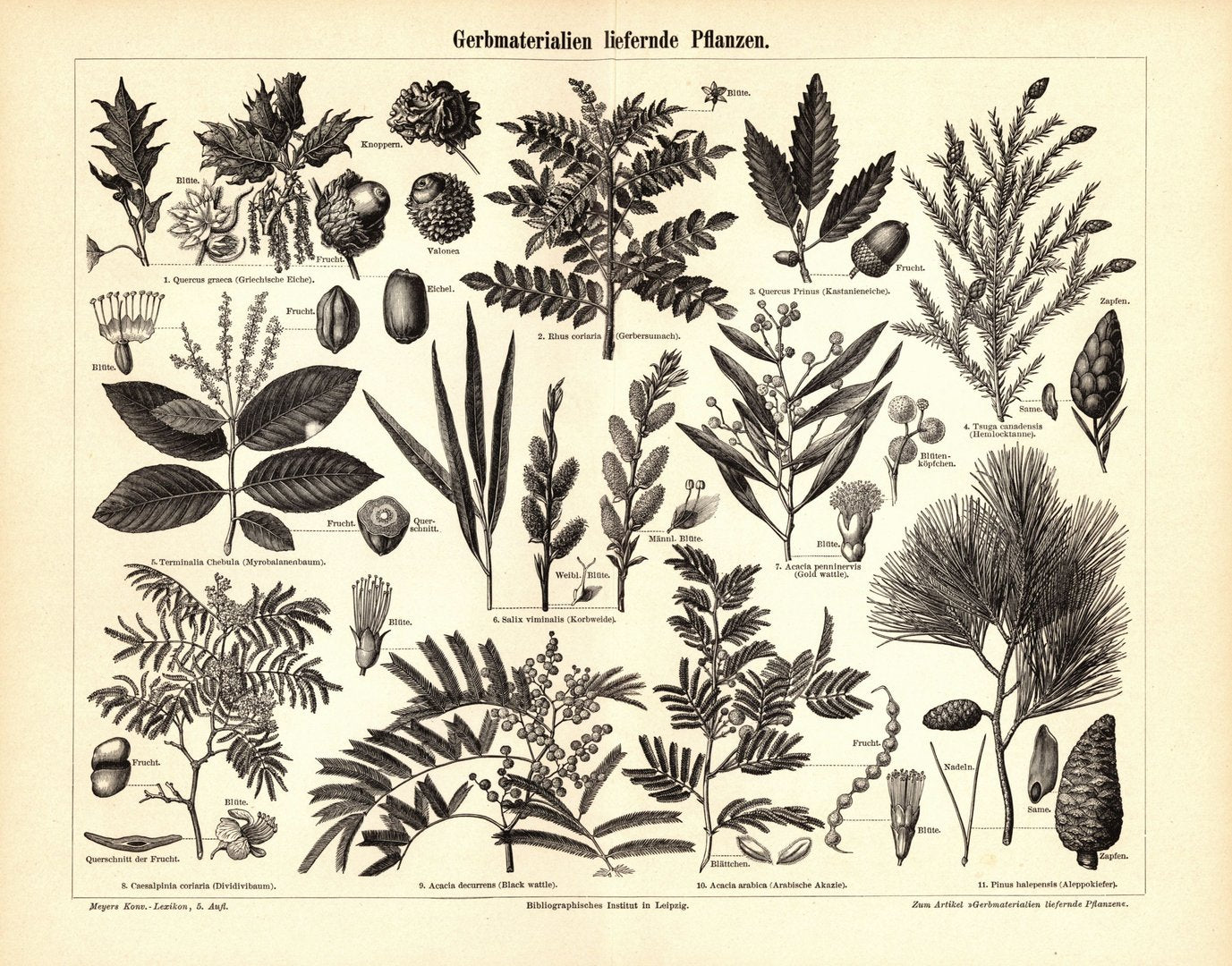 Gerbmaterialien liefernde Pflanzen. Buchillustration (Stich) von 1894