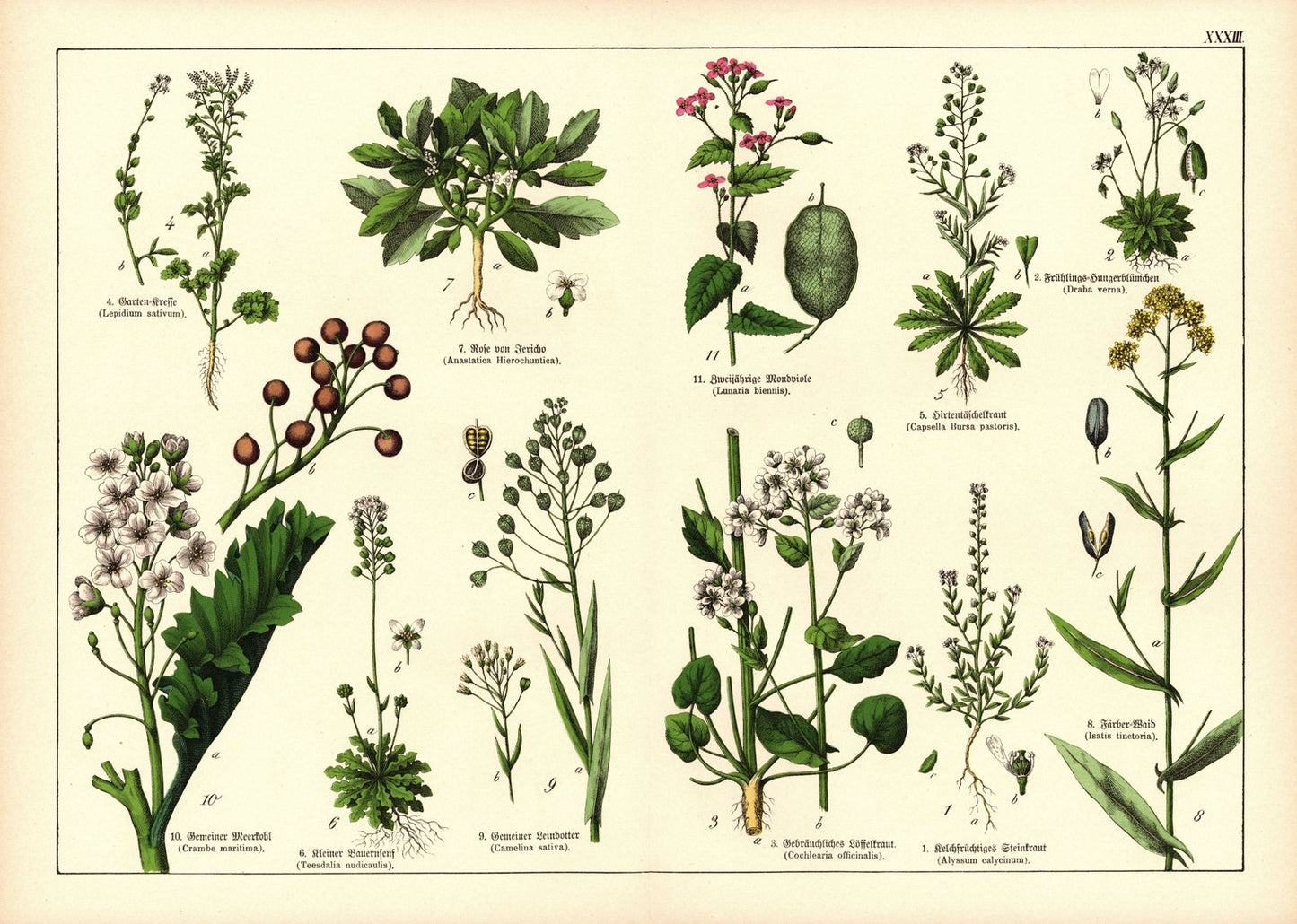 Pflanzen,Tetradynamia siliculosa, z.B. Steinkraut. Farblithografie von 1887. Tafel 33