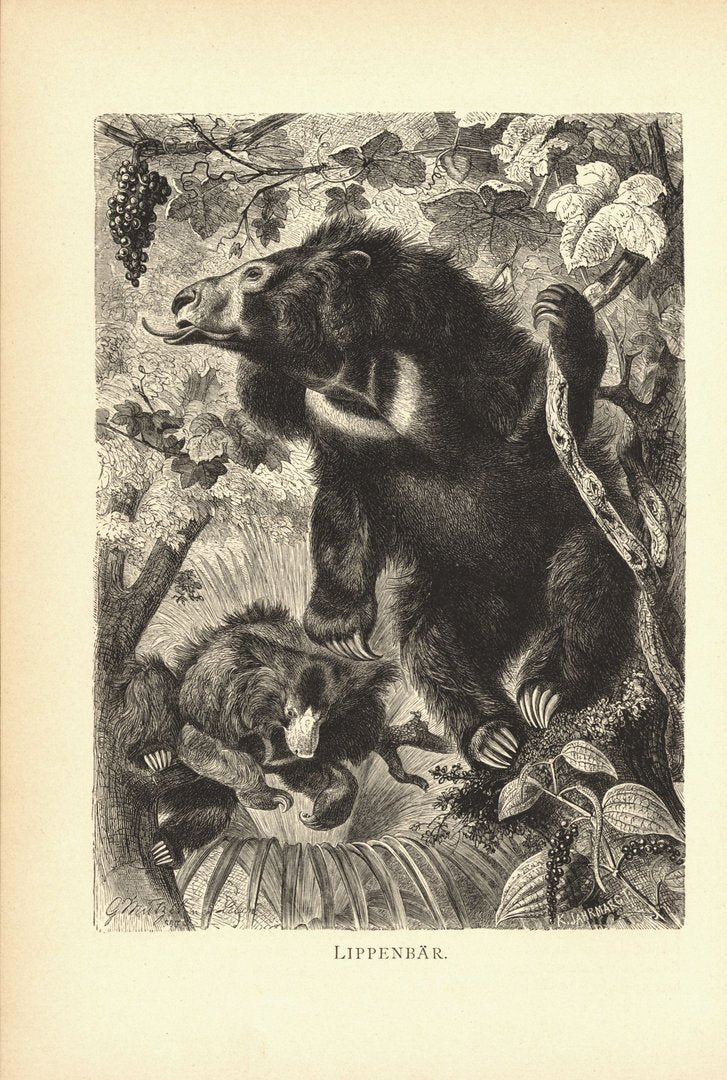 Lippenbär. Buchillustration (Holzschnitt) von 1890