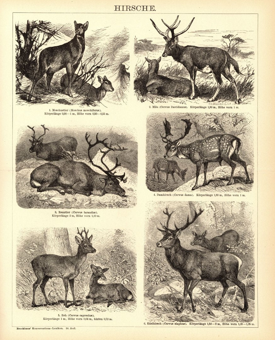 Hirsche. Buchillustration (Stich) von 1897