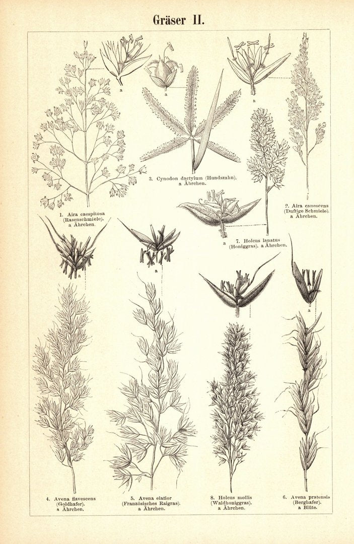 Gräser I-II. Buchillustration von 1895
