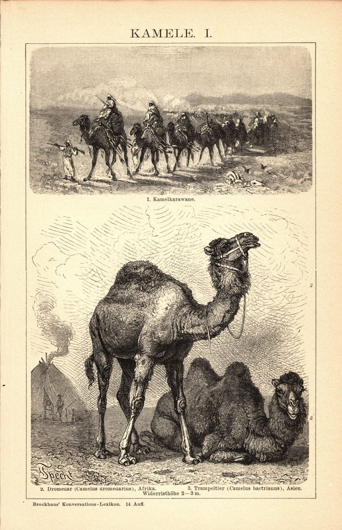 Kamele . Buchillustration (Stich) von 1897