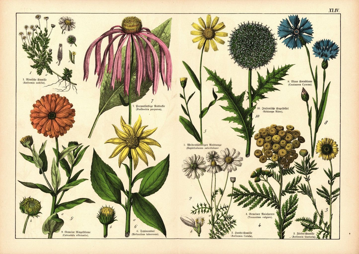 Pflanzen, z.B. Kamille. Farblithografie von 1887. Tafel 44