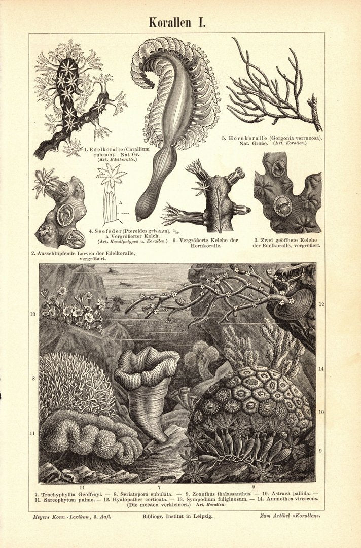 Korallen. Buchillustration (Stich) von 1896
