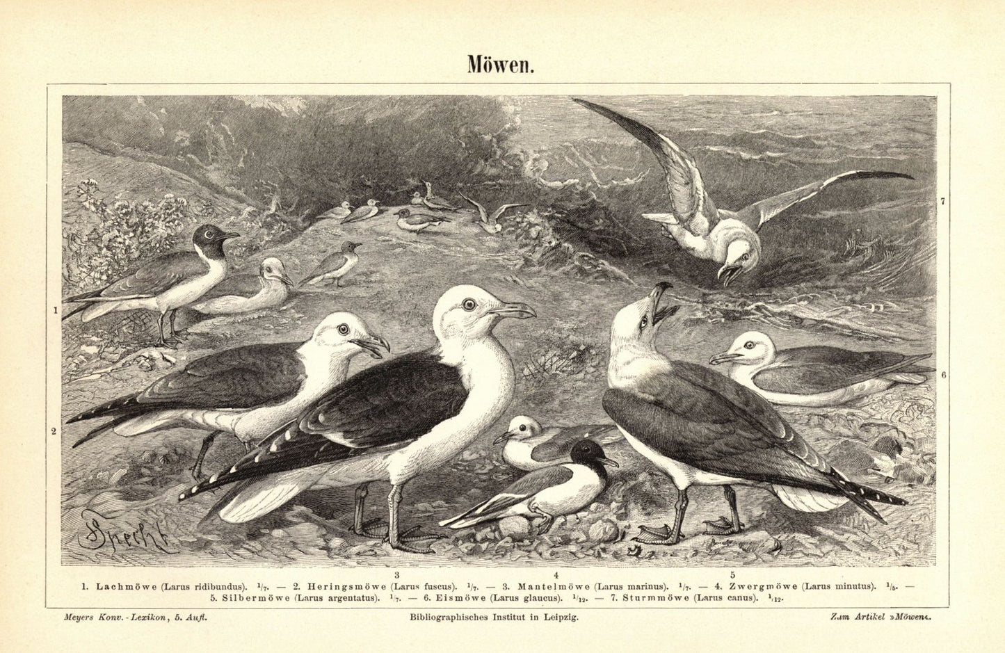 Möwen. Buchillustration (Stich) von 1897