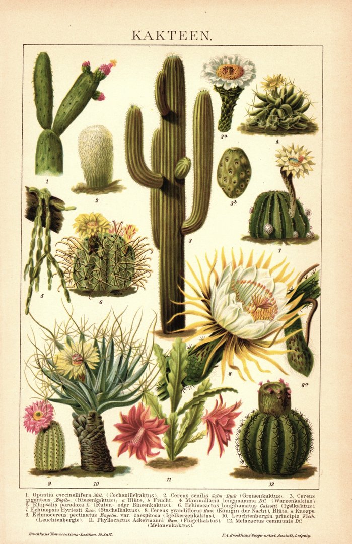 Kakteen. Lithografie von 1920