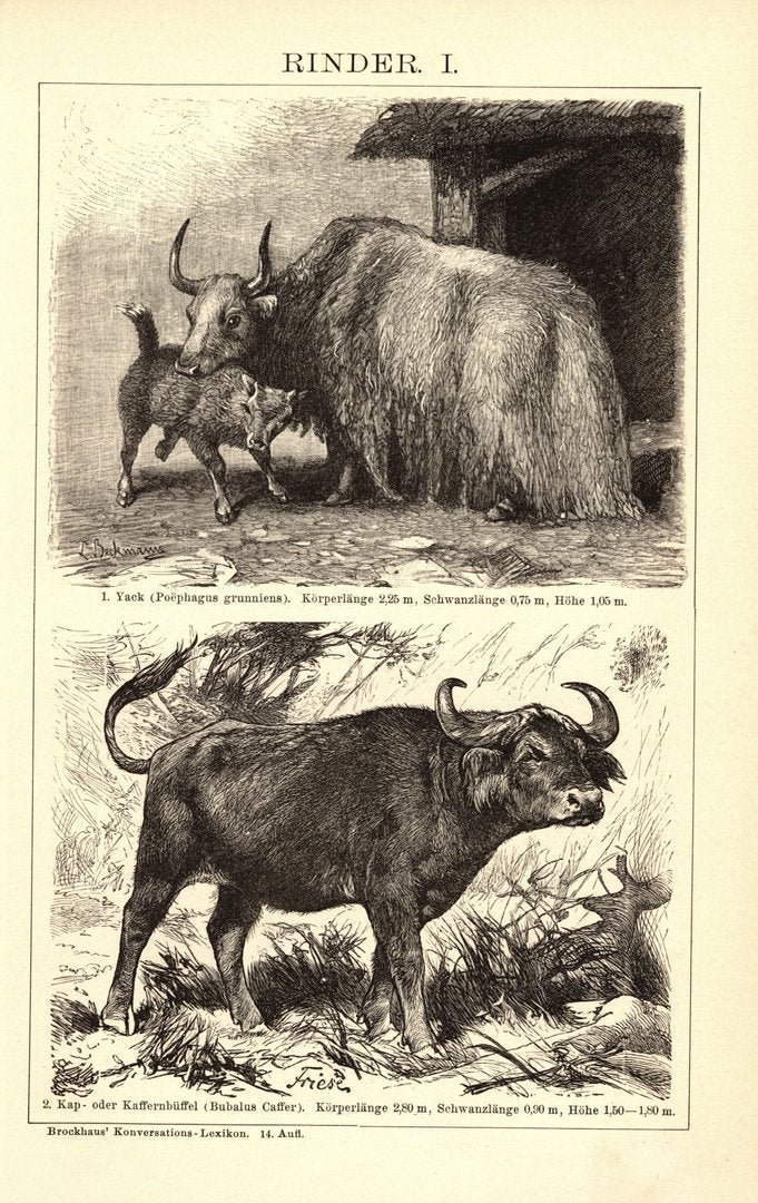 Rinder. Buchillustration (Stich) von 1897