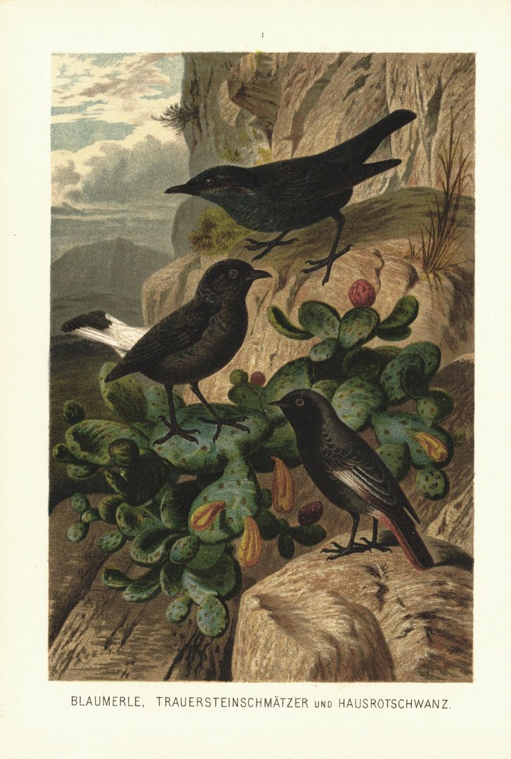 Blaumerle, Trauersteinschmätzer und Hausrotschwanz, Vögel. Lithografie von 1890