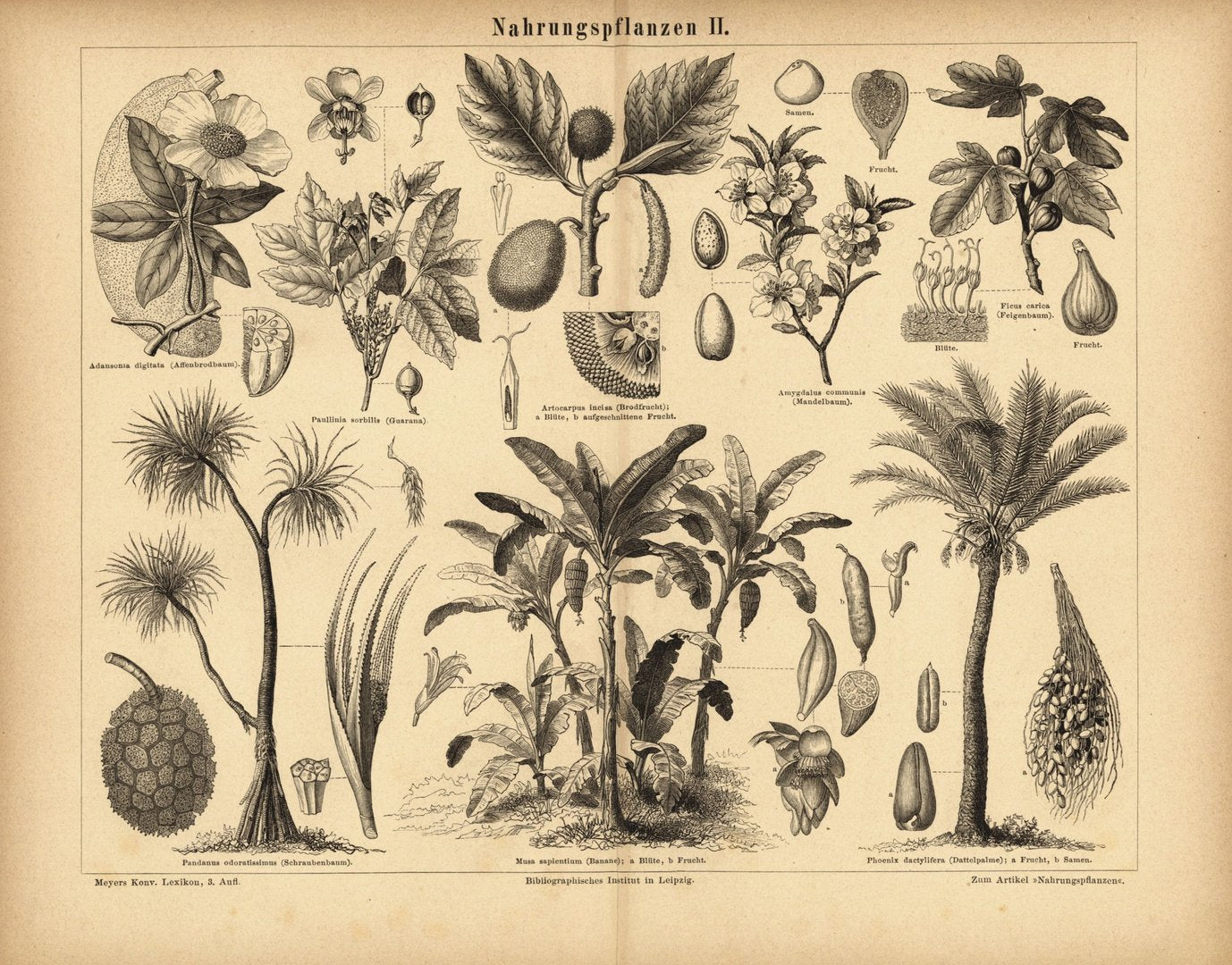 Nahrungspflanzen II. Buchillustration (Stich) von 1877