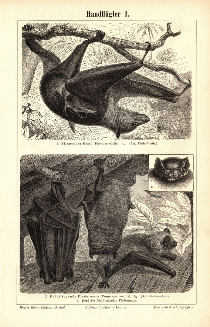 Handflügler, Fledermäuse. Buchillustration (Stich) von 1895