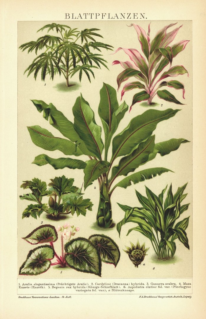 Blattpflanzen. Lithographie von 1894