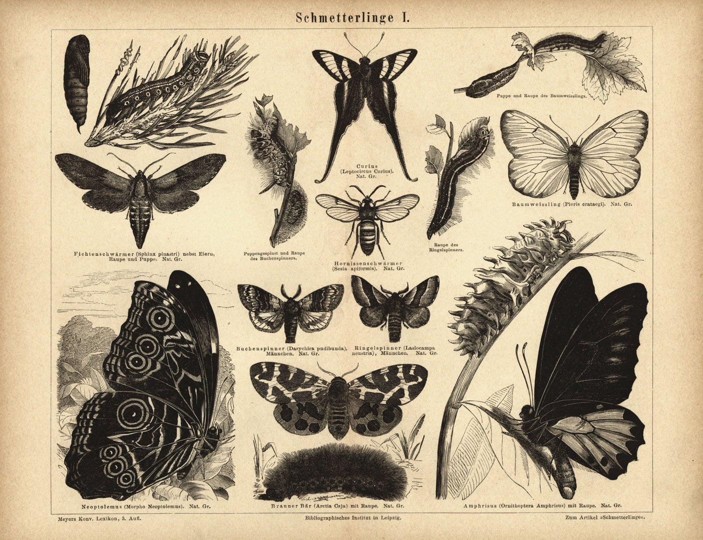 Schmmetterlinge I. Buchillustration (Stich) von 1878