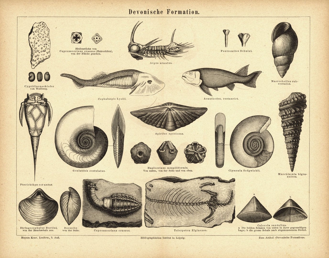 Devonische Formation. Buchillustration (Stich) von 1874