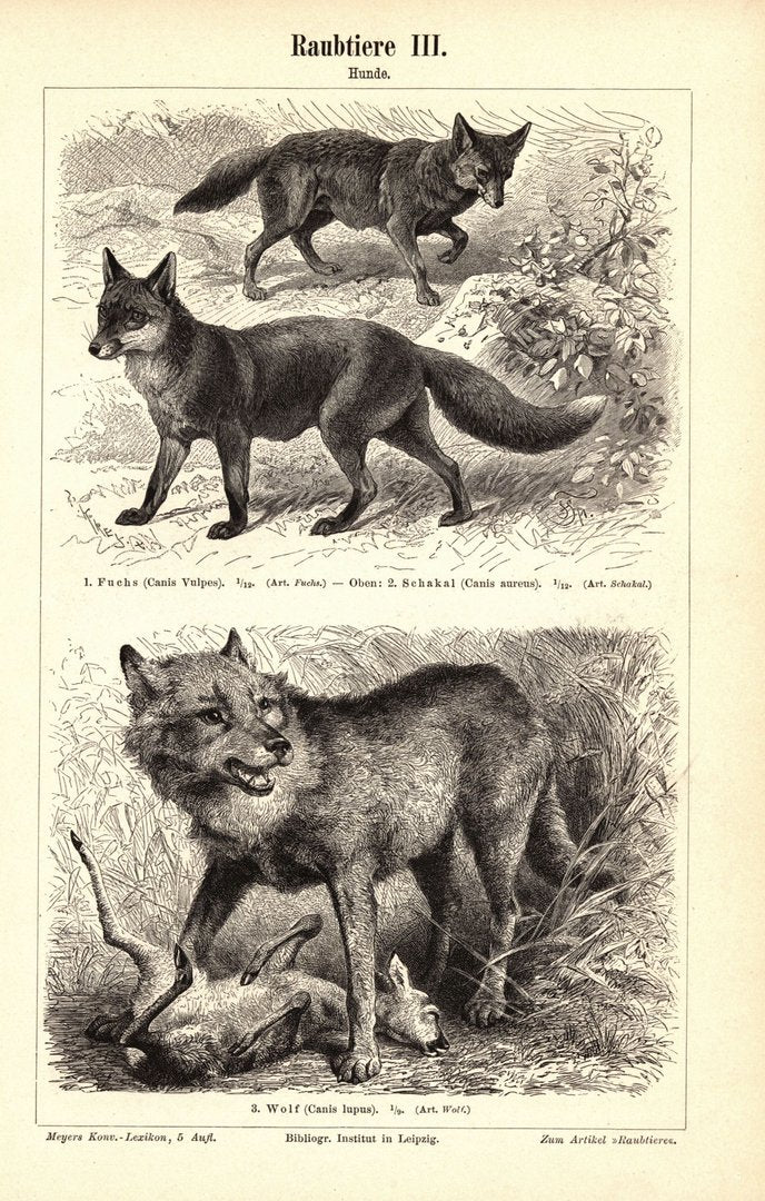 Raubtiere, Hunde und Schleichkatzen. Buchillustration (Stich) von 1897