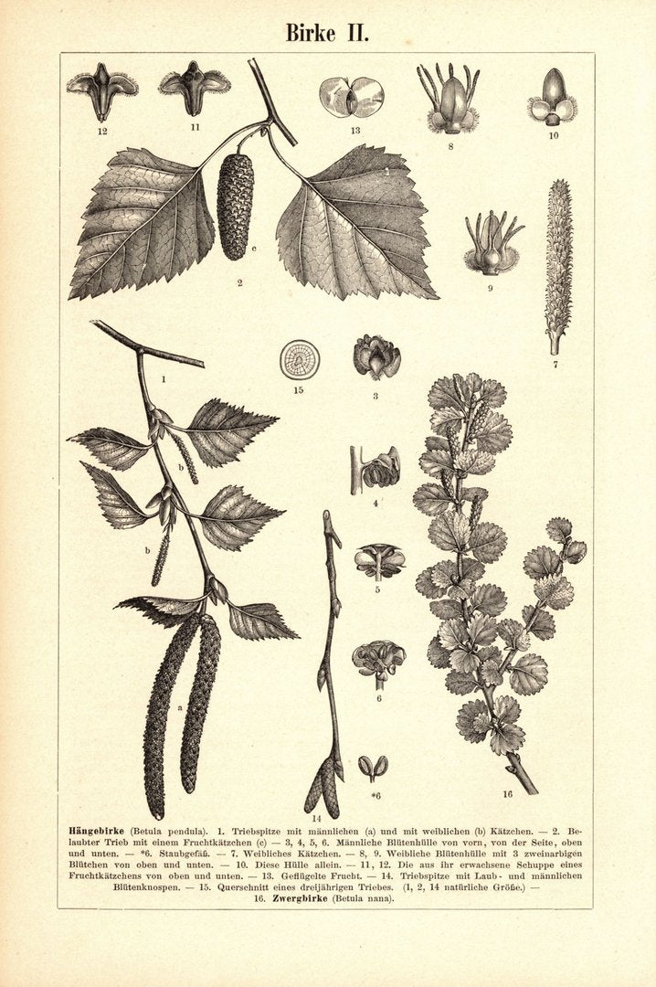Birke. Buchillustration (Stich) von 1893