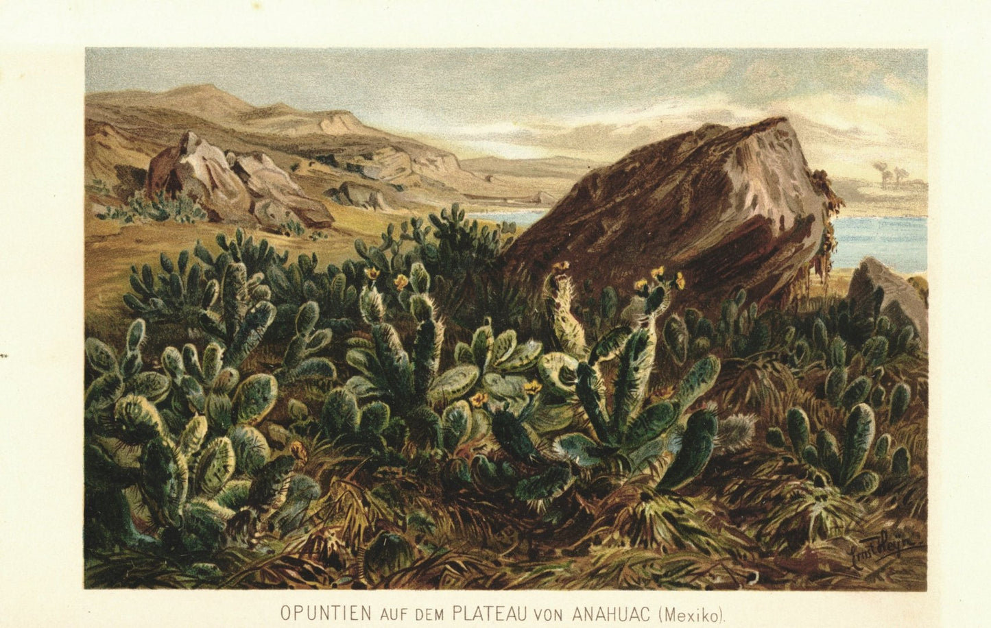 Opuntien Kakteen auf dem Plateau von Anahuac, Mexiko. Lithographie von 1887