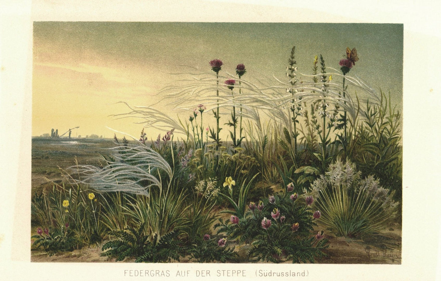Federgras auf der Steppe in Südrussland. Lithographie von 1887
