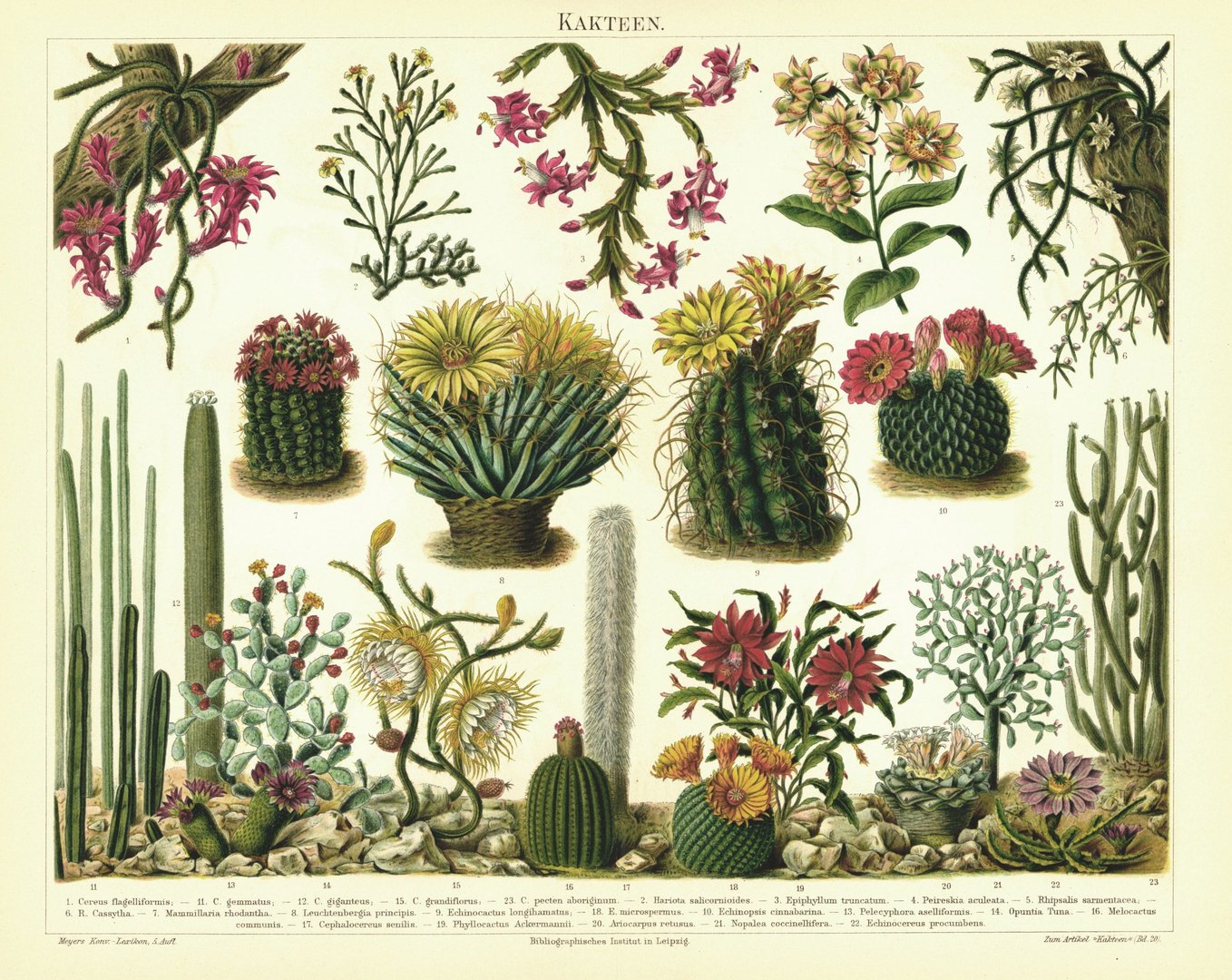 Kakteen. Lithografie von 1894