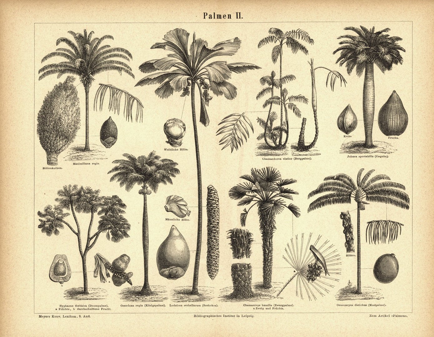 Palmen II. Buchillustration (Stich) von 1877