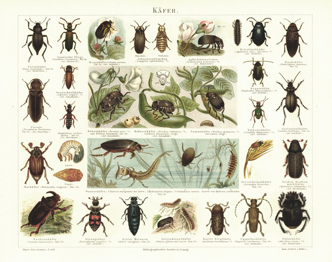 Käfer. Lithografie von 1895