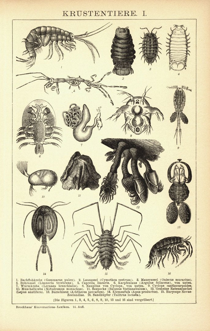 Krustentiere. Buchillustration (Stich) von 1894