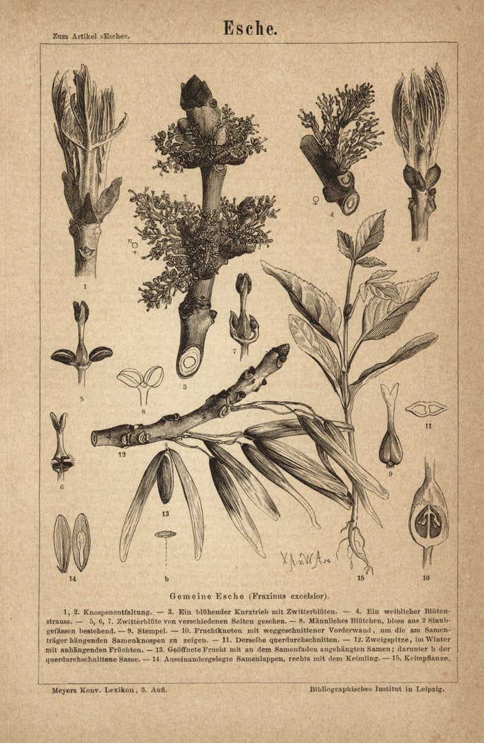 Esche. Buchillustration (Stich) von 1875