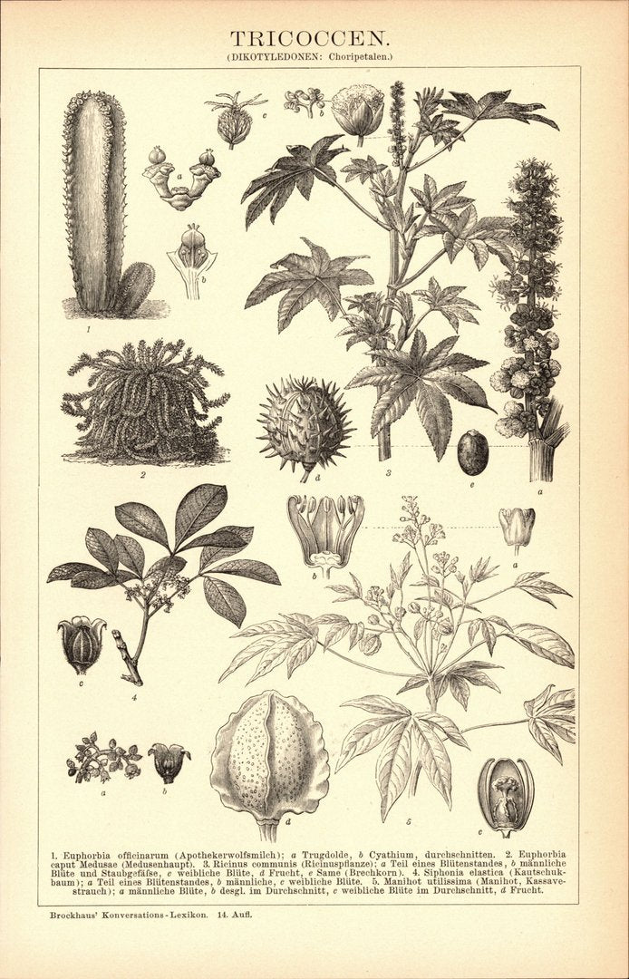 Tricoccen. Buchillustration (Stich) von 1897