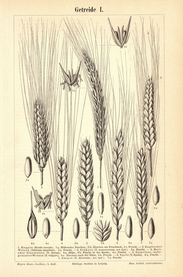 Getreide I-II. Buchillustration (Stich) von 1895