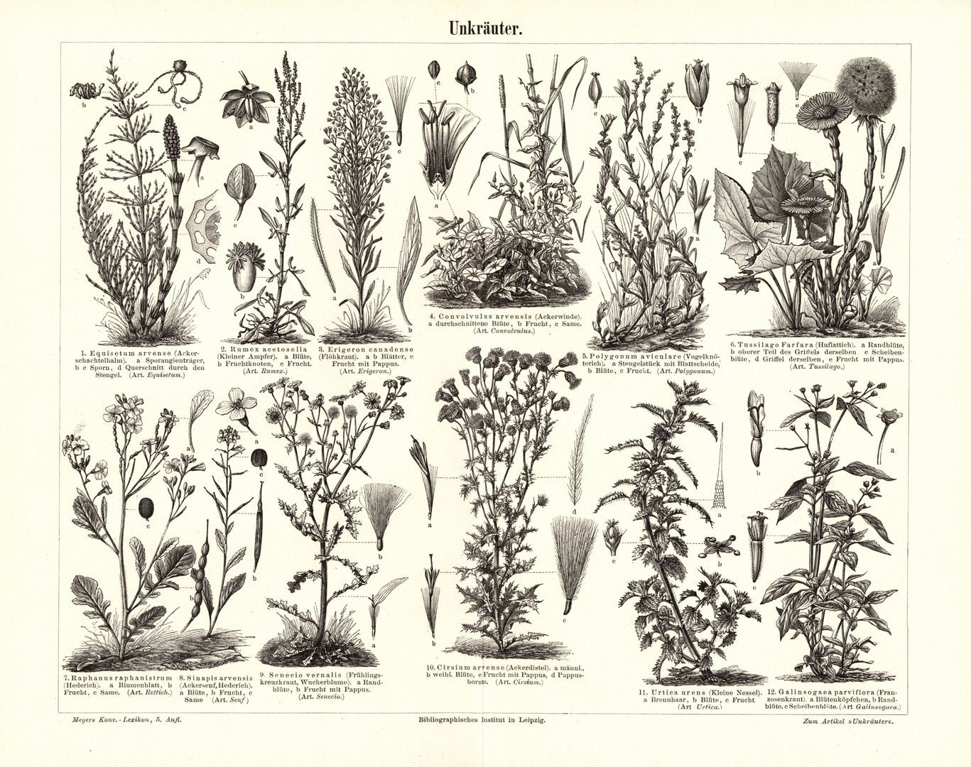 Unkräuter. Buchillustration (Stich) von 1897