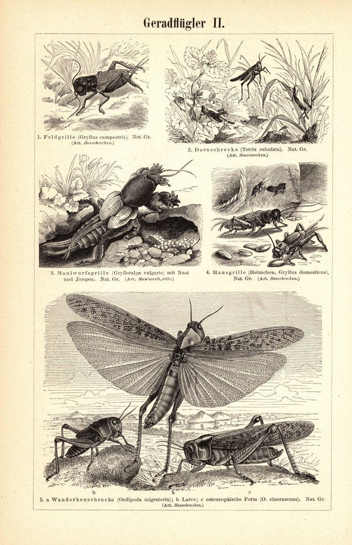 Geradflügler, Insekten. Buchillustration (Stich) von 1895