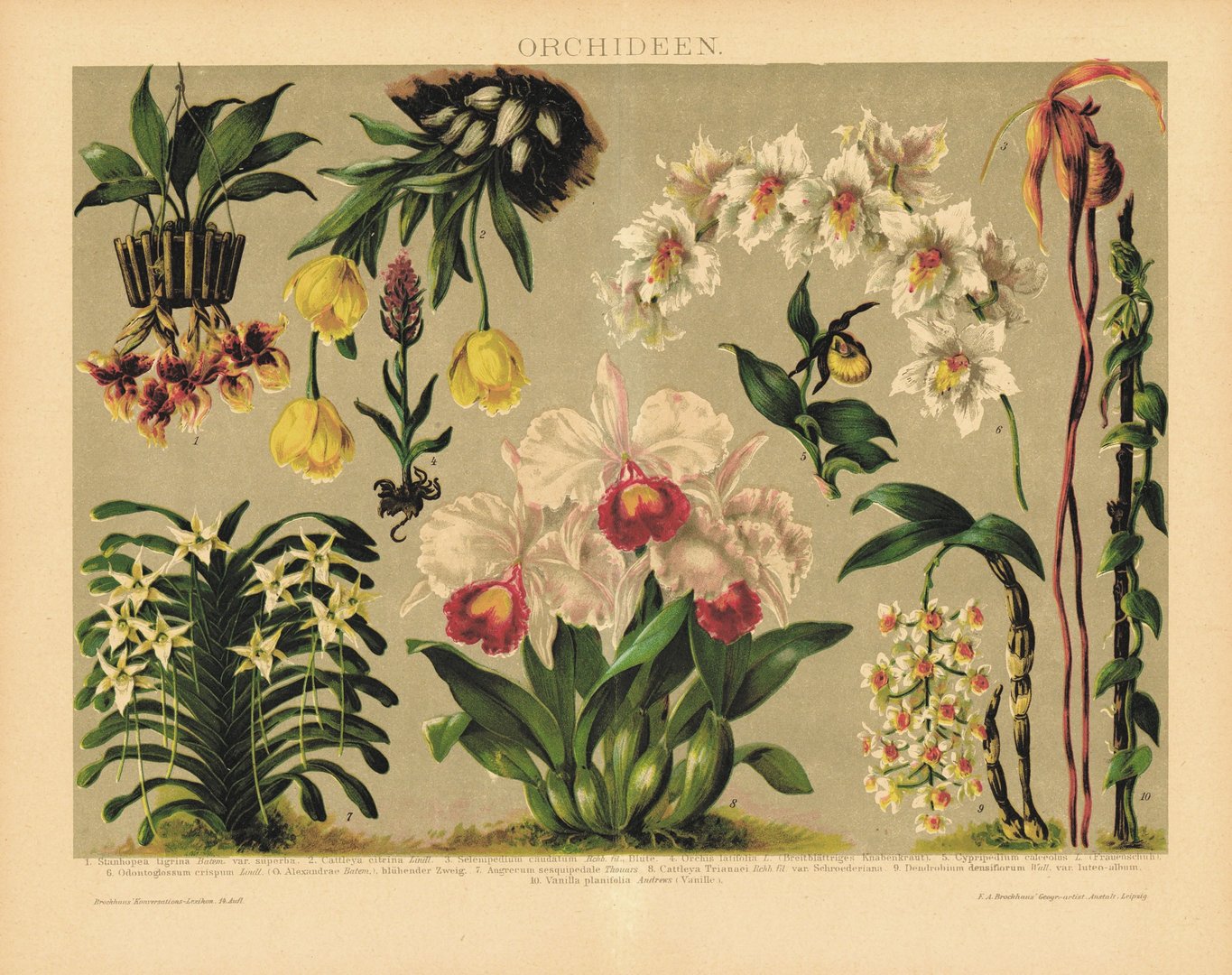 Orchideen. Lithografie von 1920